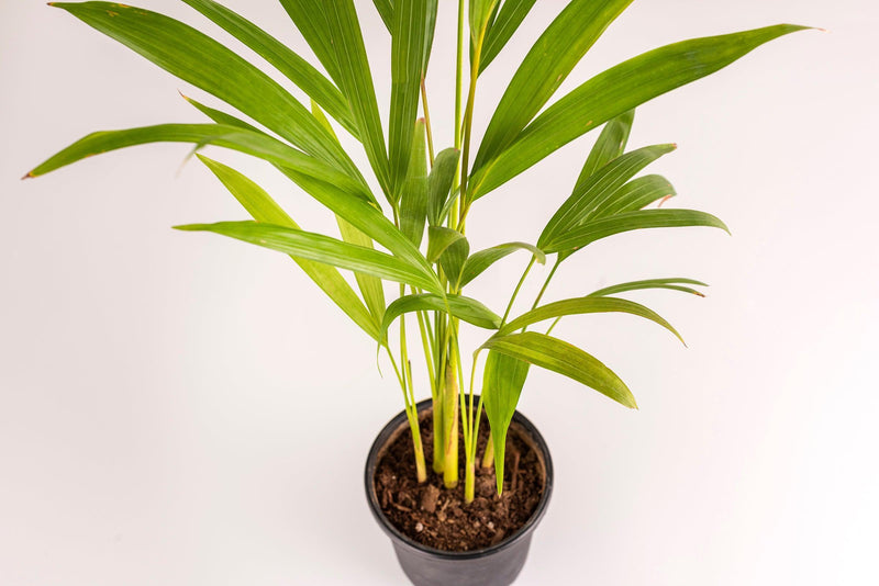 Air Purifier Combo of Snake Plant & Areca Palm - Inntinn.in