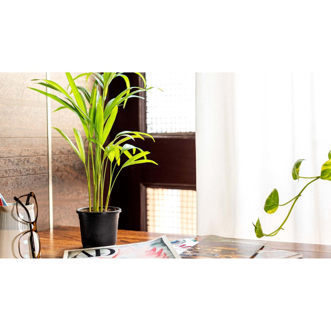 is areca palm air purifier Areca Palm & Snake Plant Enhance Your Indoor Air Quality with this Duo –  Inntinn.in