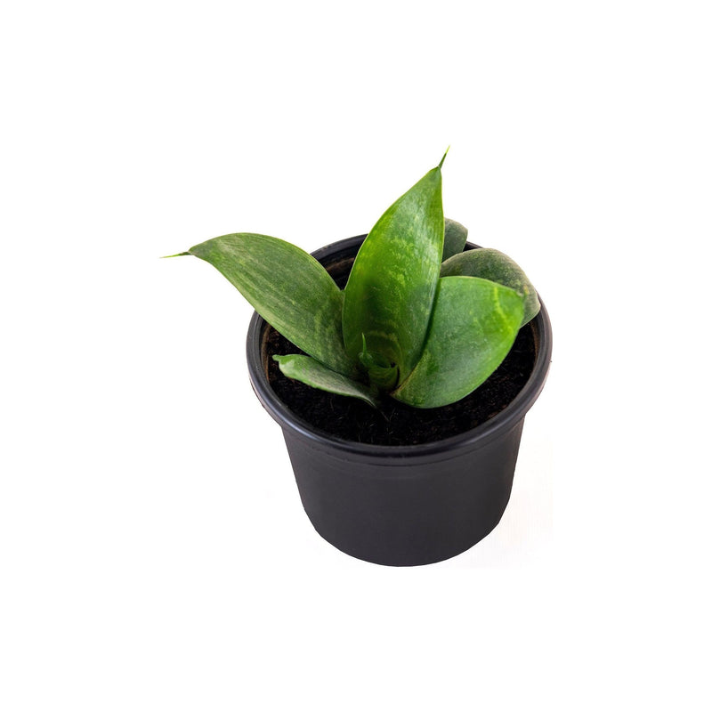 Air Purifier Combo of Snake Plant & Areca Palm - Inntinn.in