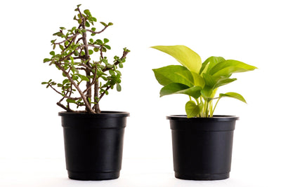 Air Purifying Plants Combo - Inntinn.in