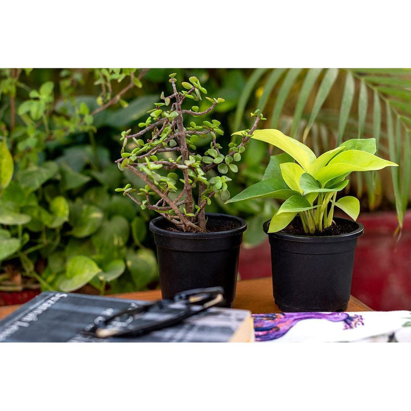 Air Purifying Plants Combo - Inntinn.in