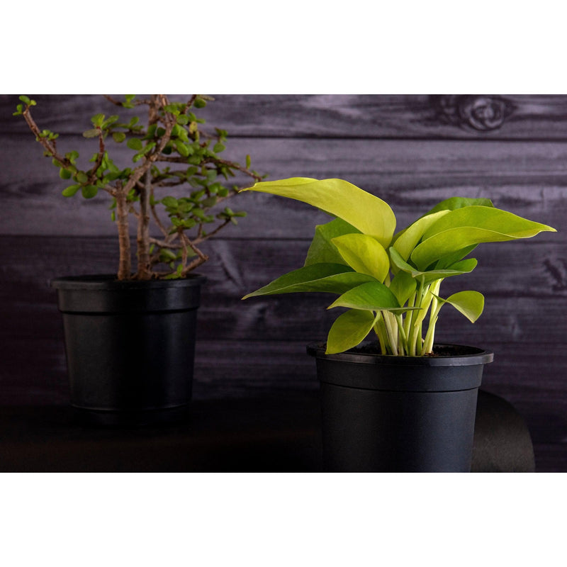 Air Purifying Plants Combo - Inntinn.in