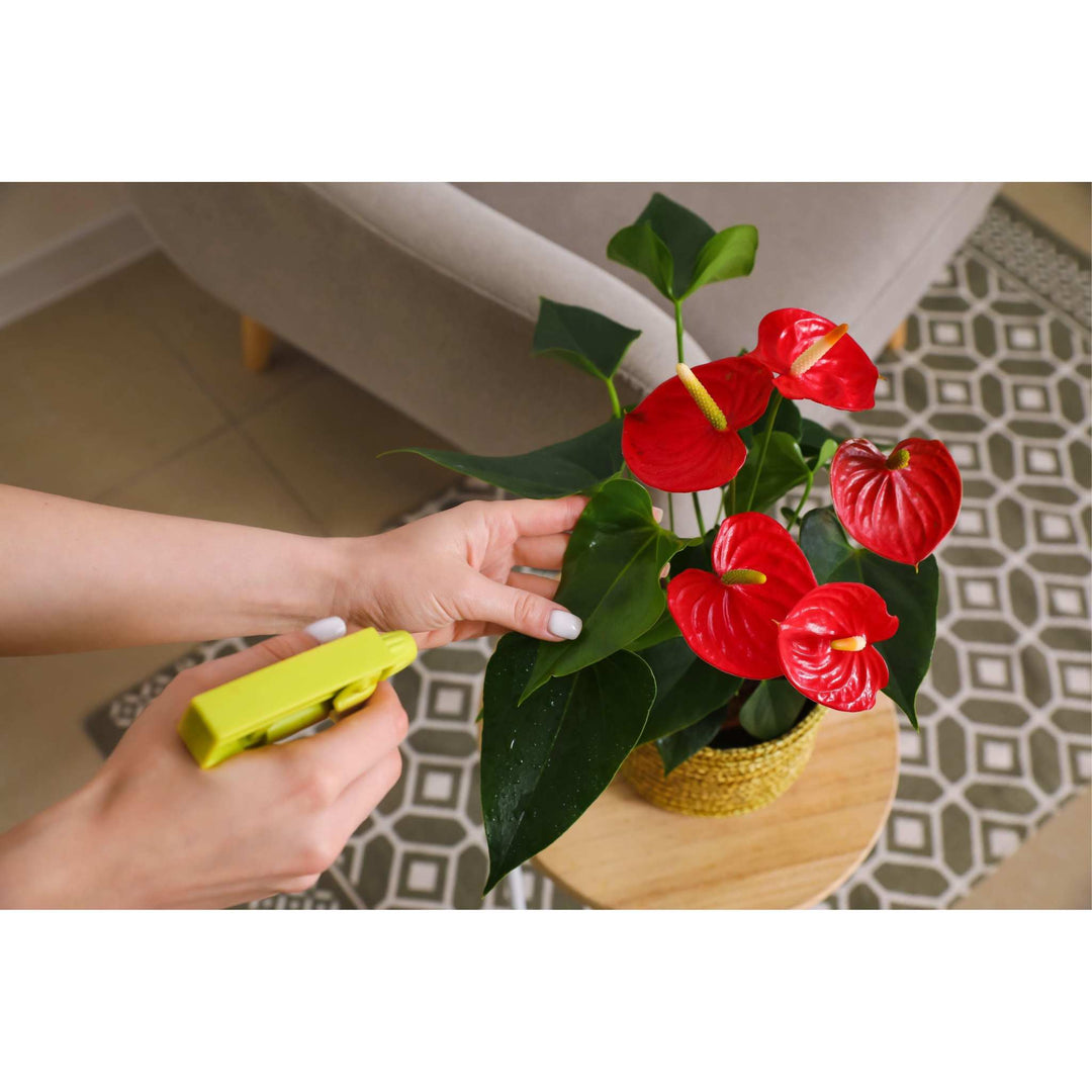 anthurium flamingo rouge Anthurium