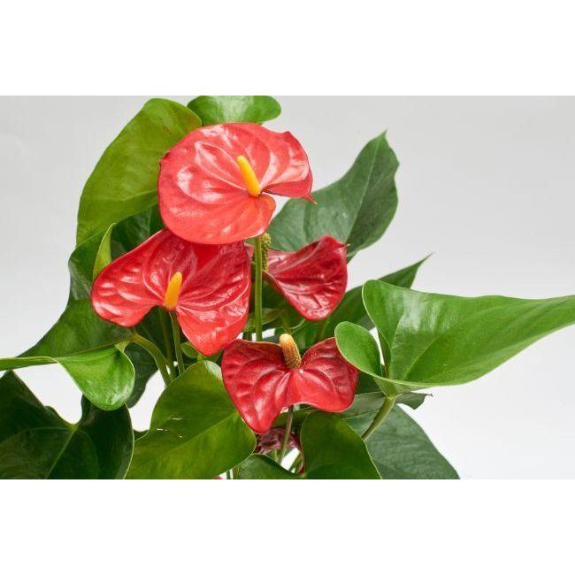 Anthurium - Red Flamingo Plant - Inntinn.in