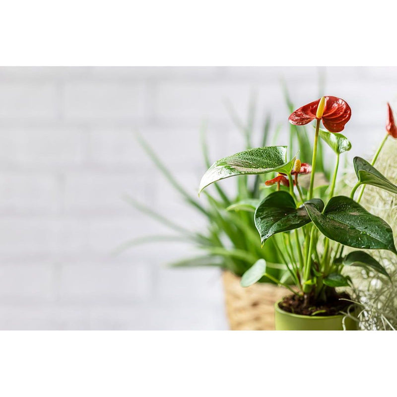 Anthurium - Red Flamingo Plant - Inntinn.in