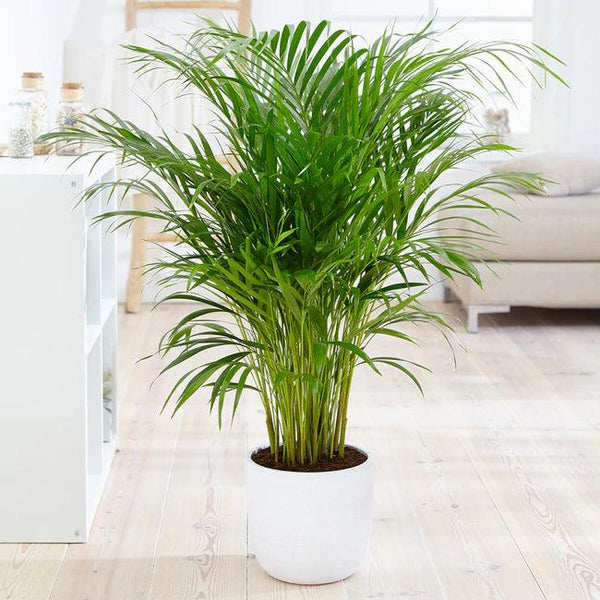 Areca Palm Plant Large - Inntinn.in