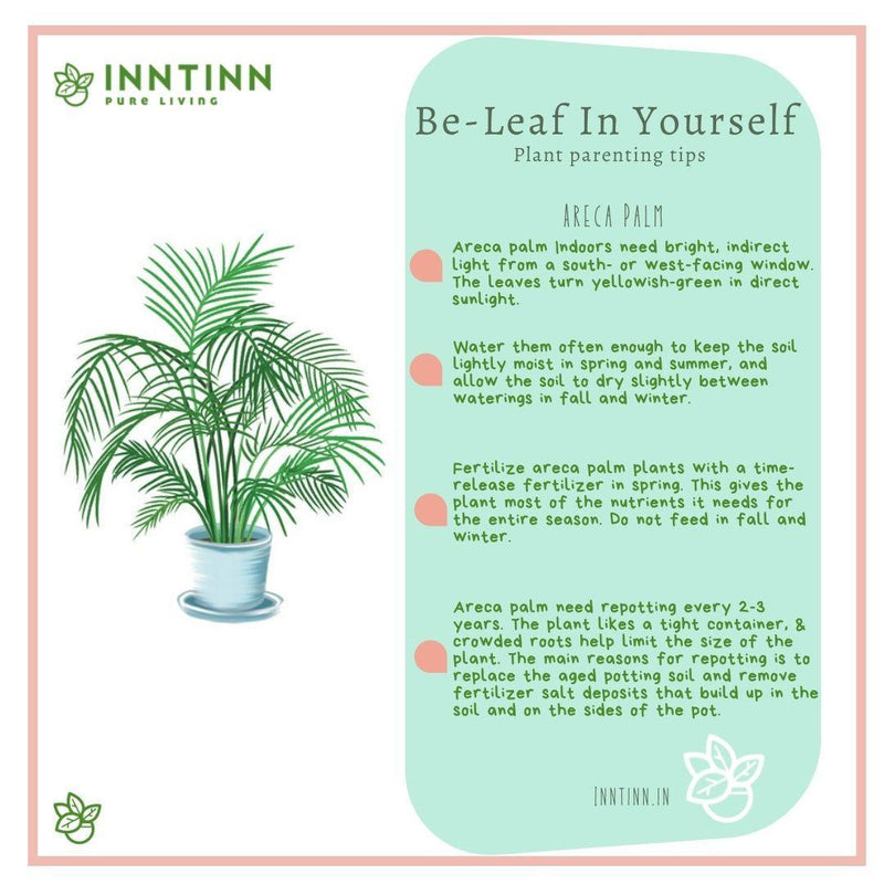 Areca Palm Plant Large - Inntinn.in