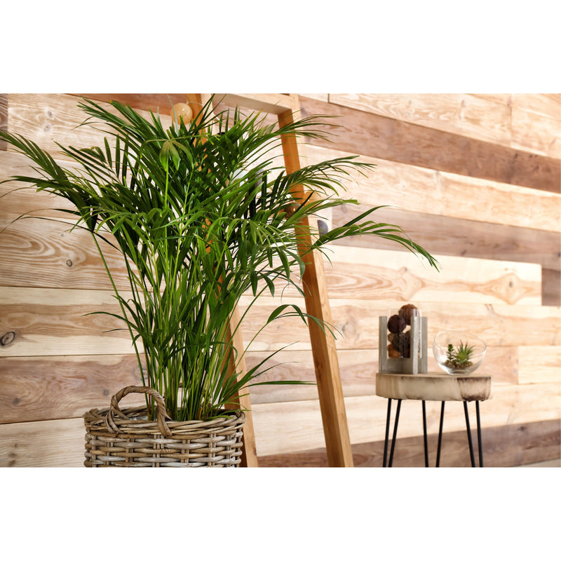 Areca Palm Plant Large - Inntinn.in