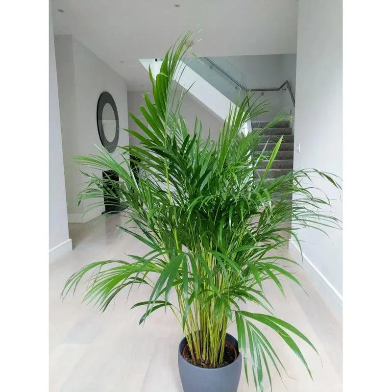 Areca Palm Plant XL - Inntinn.in