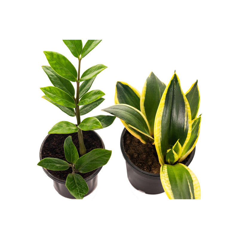 Beginners Combo Snake Plant Golden & ZZ Plant - Inntinn.in