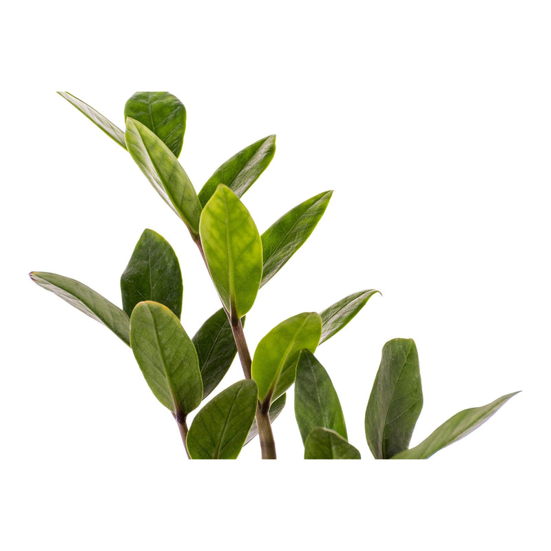 Beginners Combo Snake Plant Golden & ZZ Plant - Inntinn.in
