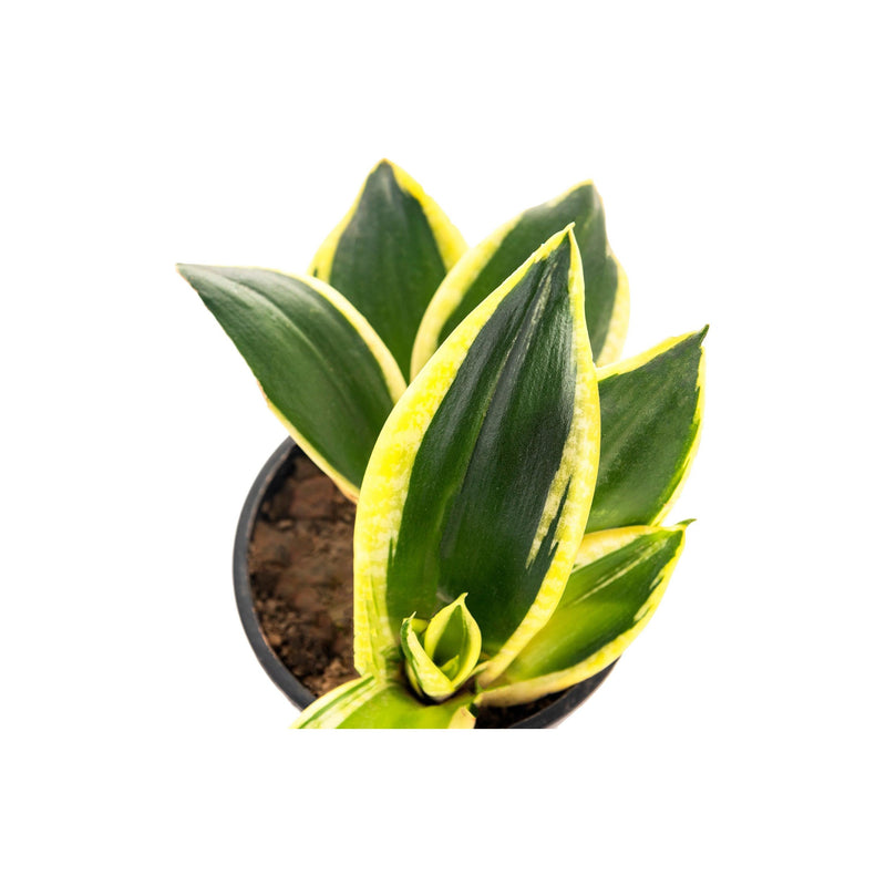 Beginners Combo Snake Plant Golden & ZZ Plant - Inntinn.in