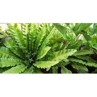 Bird's Nest Plant