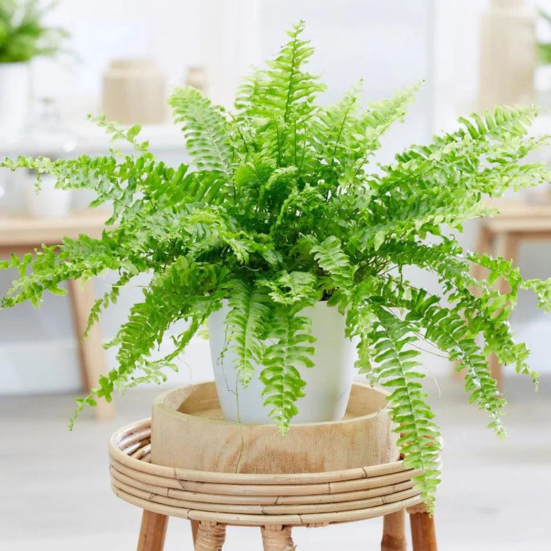Boston Fern Large - Inntinn.in