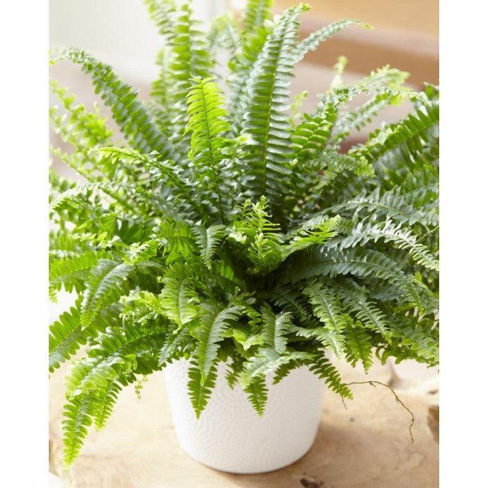 Boston Fern Large - Inntinn.in