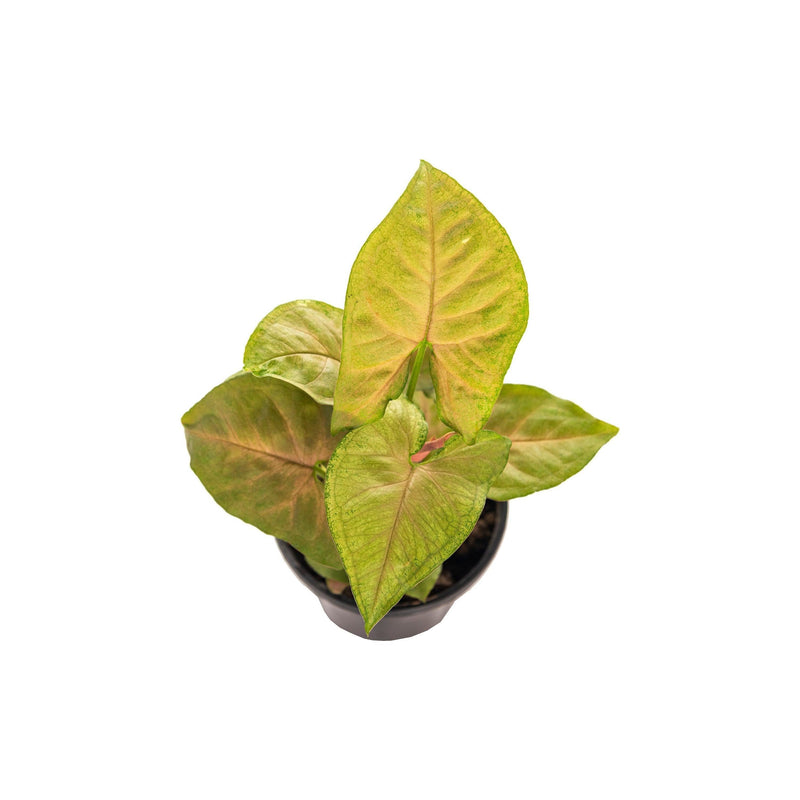 Bronze Syngonium - Shop With Video - Inntinn.in