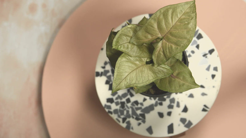 Bronze Syngonium - Shop With Video