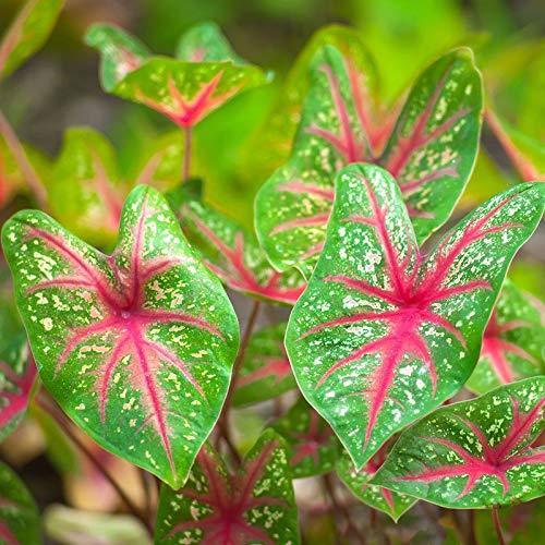 Caladium Bicolor - Inntinn.in