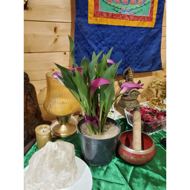 Calla Lily - Inntinn.in