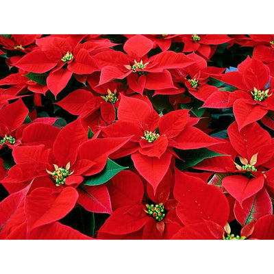 Combo Of 2 Poinsettia Plants - Inntinn.in