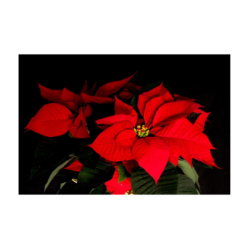 Combo Of 2 Poinsettia Plants - Inntinn.in