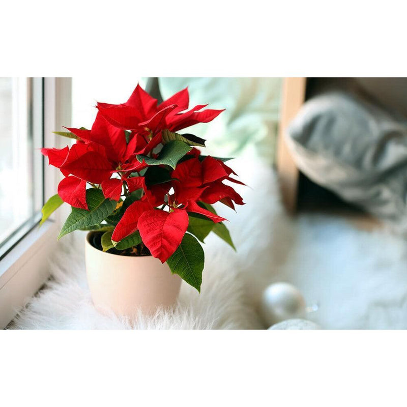 Combo Of 2 Poinsettia Plants - Inntinn.in