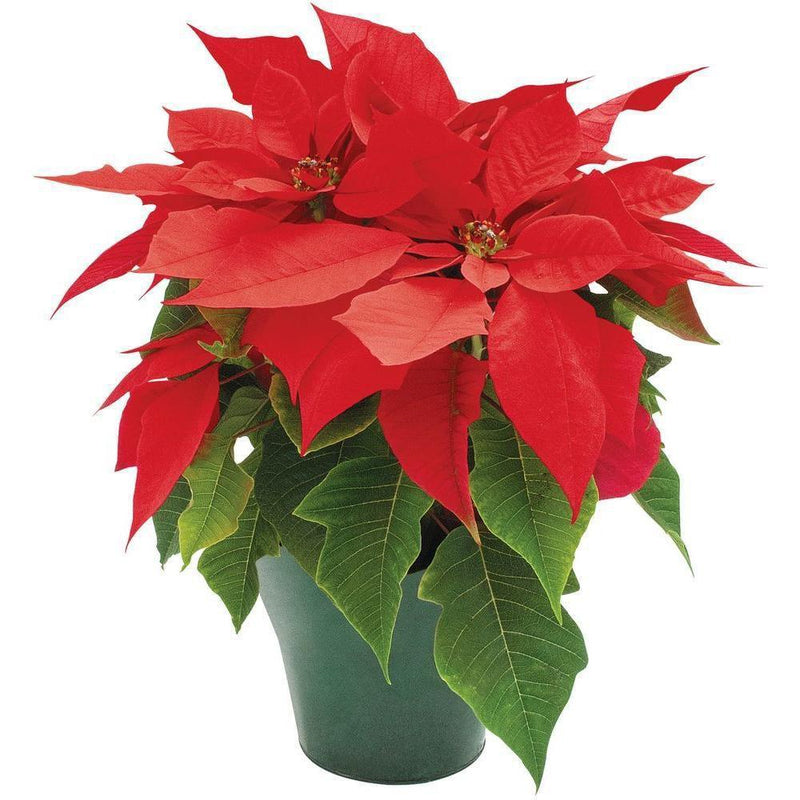 Combo Of 2 Poinsettia Plants - Inntinn.in