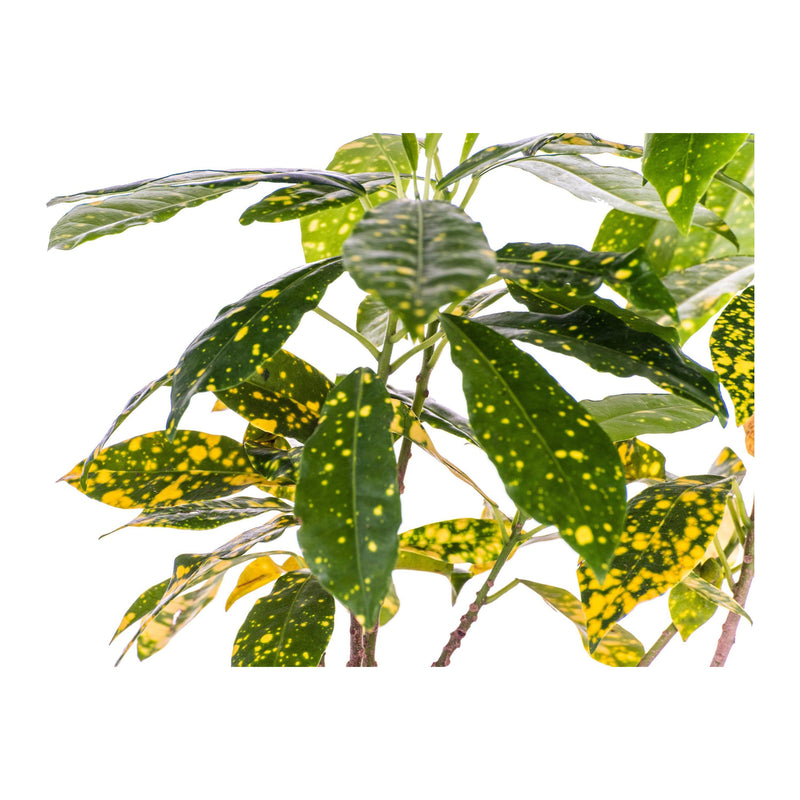 Croton Golden Dust - Inntinn.in