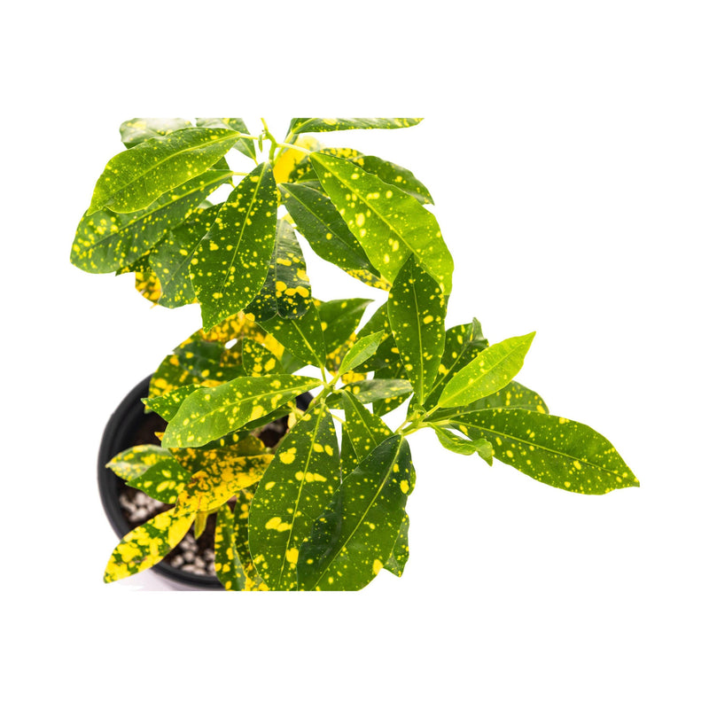 Croton Golden Dust - Inntinn.in