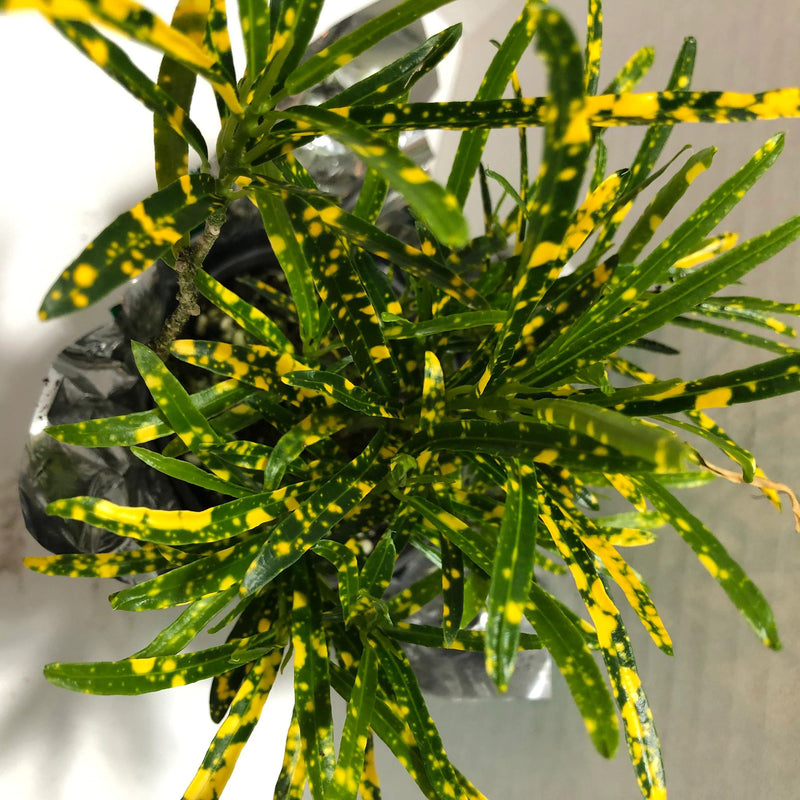 Croton Golden Dust Thin Leaves - Inntinn.in