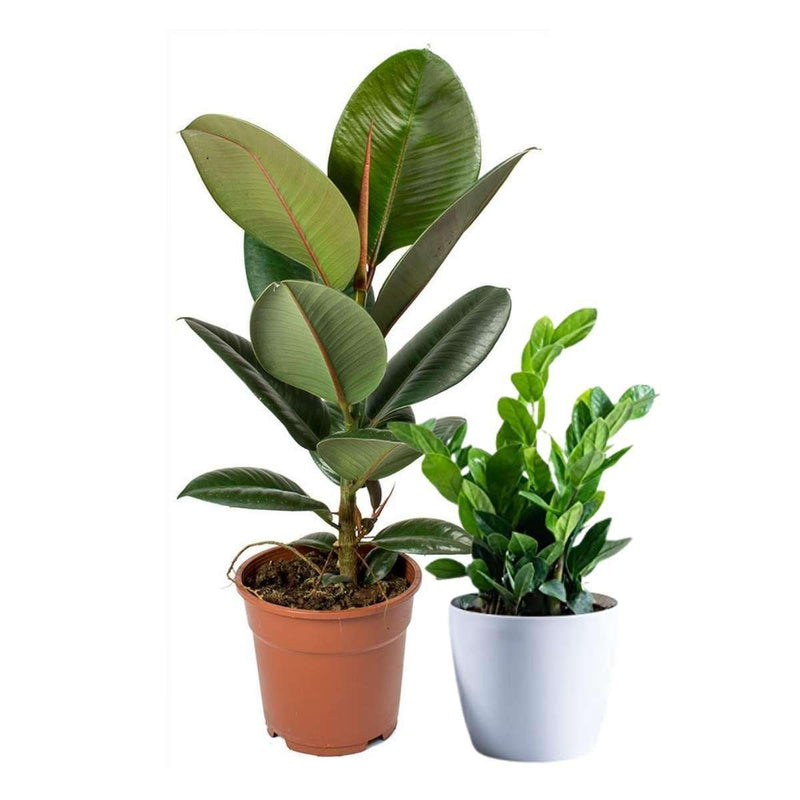 zz plant vs rubber plant Easy Indoor Plants Bundle