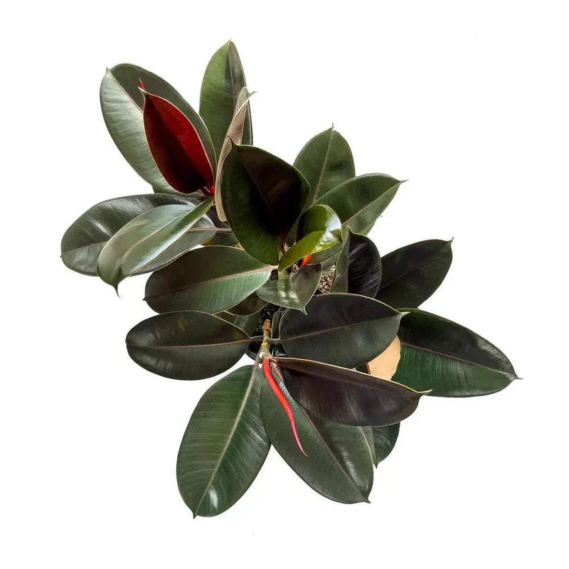 rubber plant vs zz plant Easy Indoor Plants Bundle