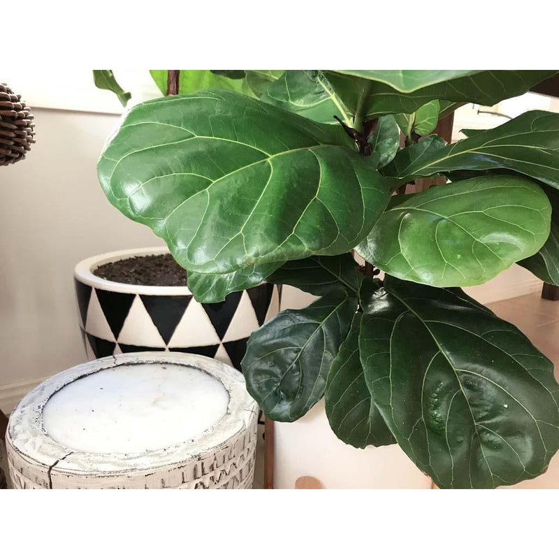 Fiddle Leaf Fig - Inntinn.in