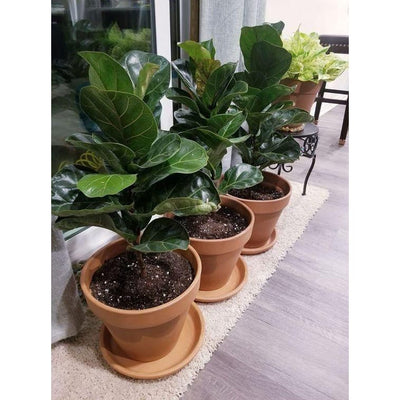 Fiddle Leaf Fig Large - Inntinn.in