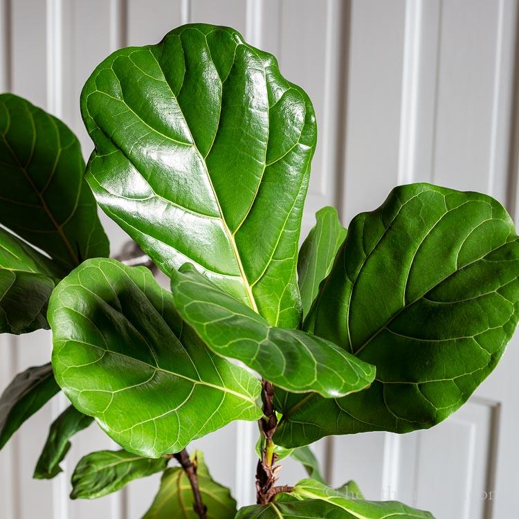 Fiddle Leaf Fig Large - Inntinn.in