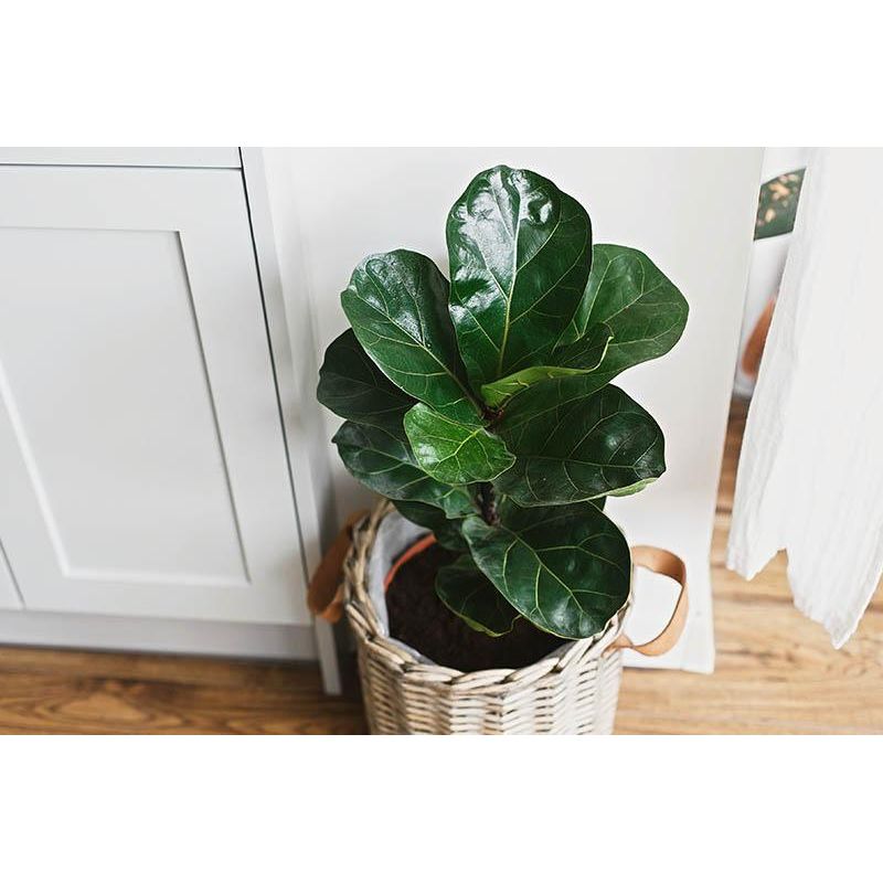 Fiddle Leaf Fig Large - Inntinn.in