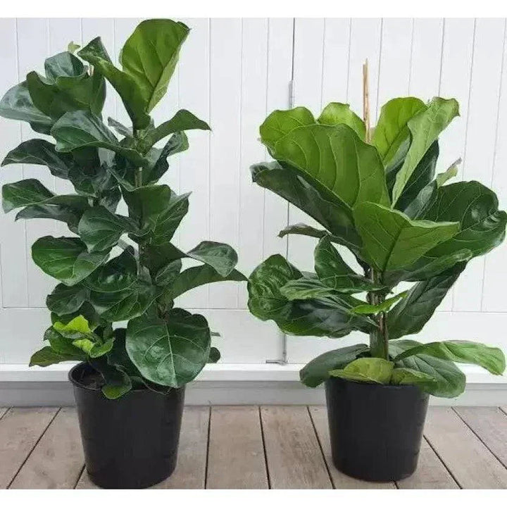 fiddle leaf fig in india Fiddle Leaf Fig XL, Indoor Extra Large Plants for your home and office –  Inntinn.in
