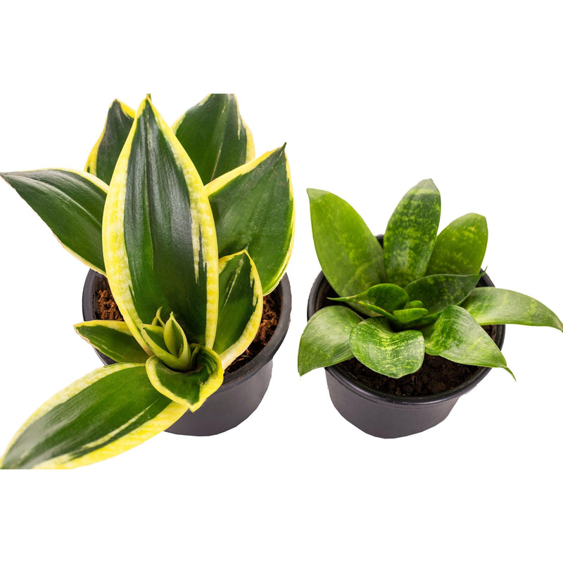 Golden Snake Plant & Green Snake Plant Combo - Inntinn.in