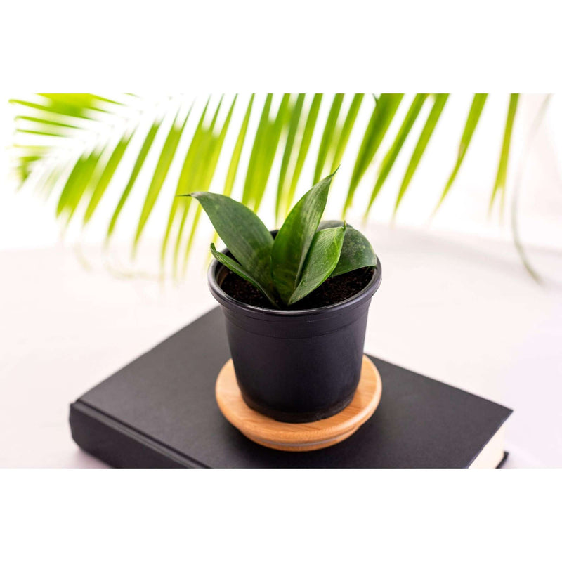 green vs golden snake plant Golden Snake Plant & Green Snake Plant