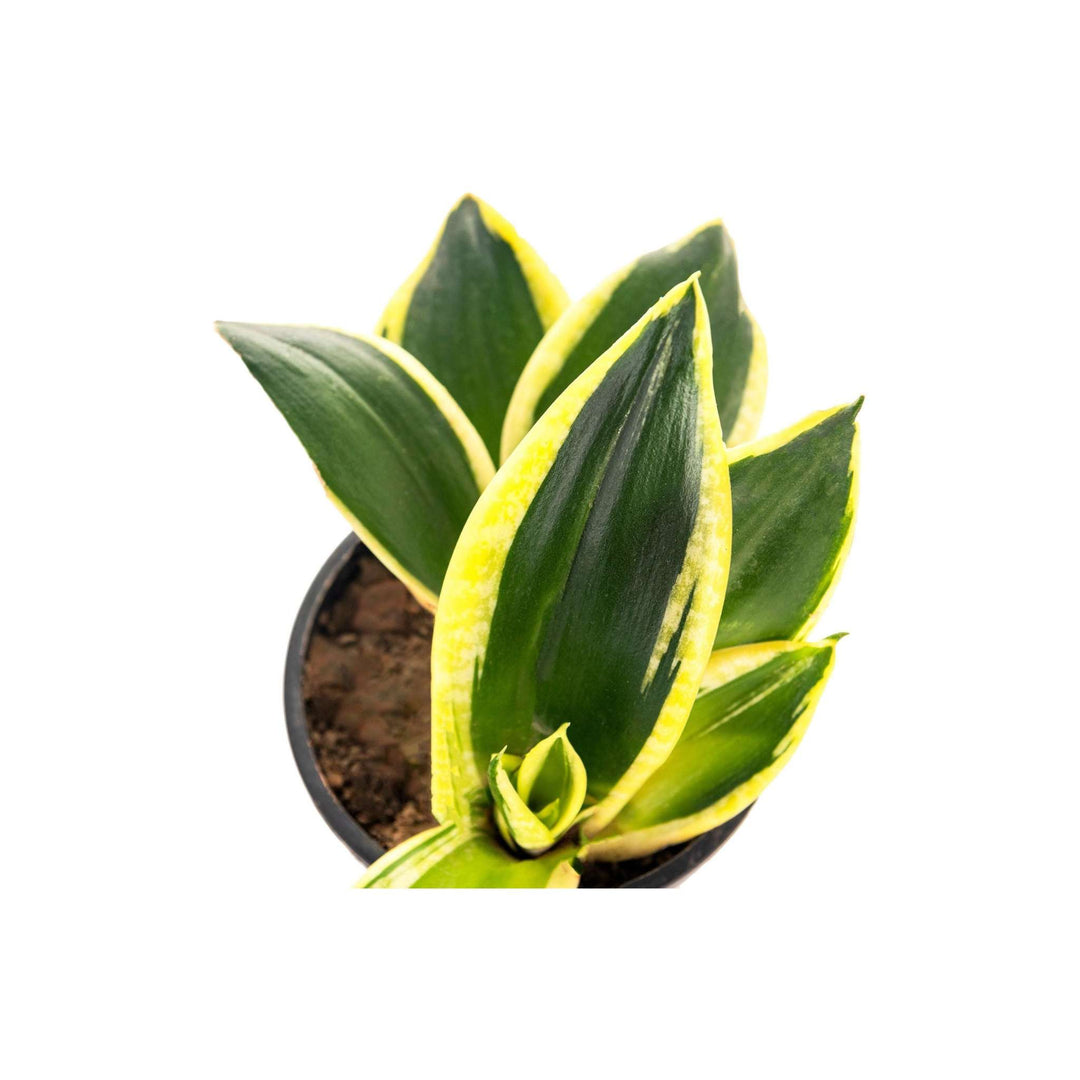 green vs golden snake plant Golden Snake Plant & Green Snake Plant