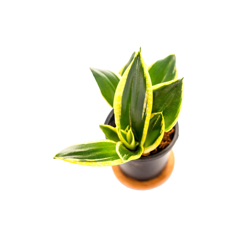 Golden Snake Plant & Green Snake Plant Combo - Inntinn.in