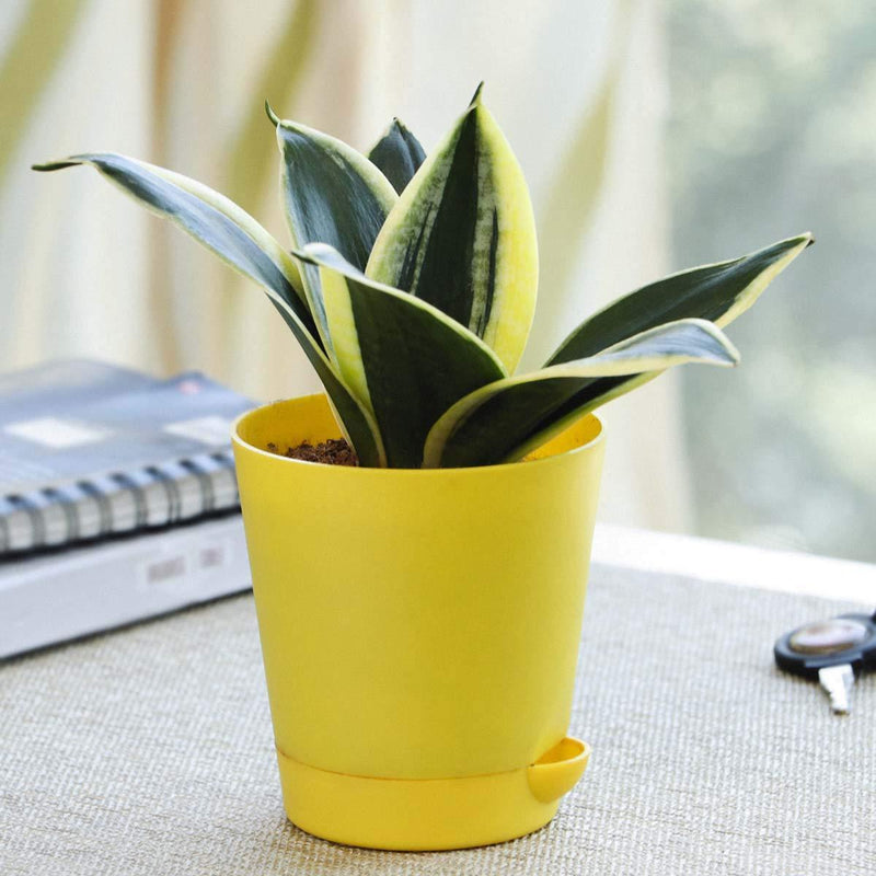 Golden Snake Plant - Inntinn.in