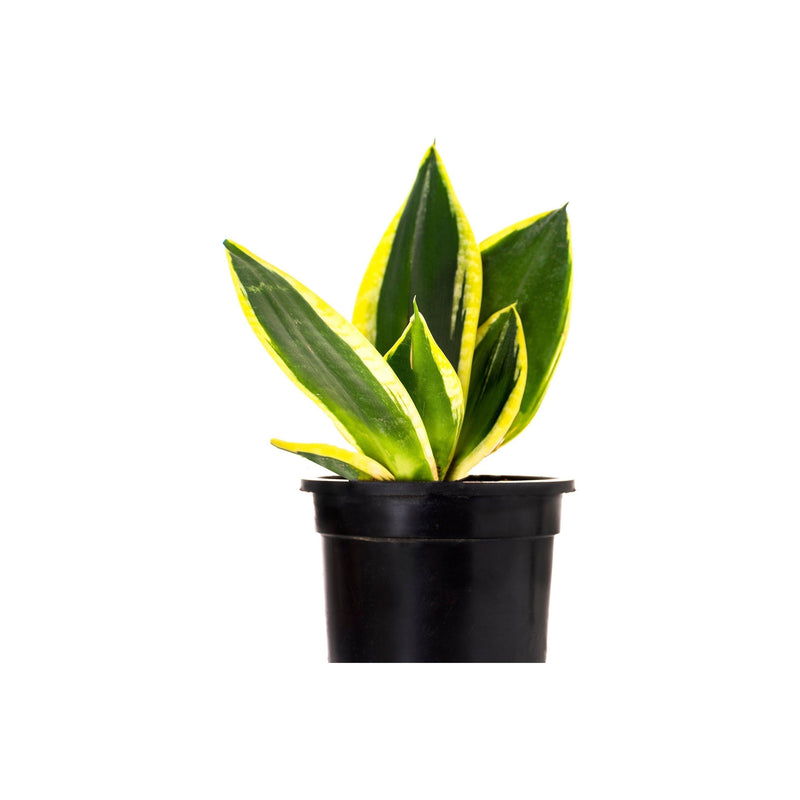 Golden Snake Plant - Inntinn.in