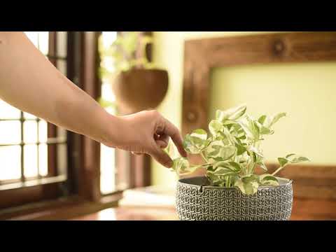 Plant Care for Money Plant N&