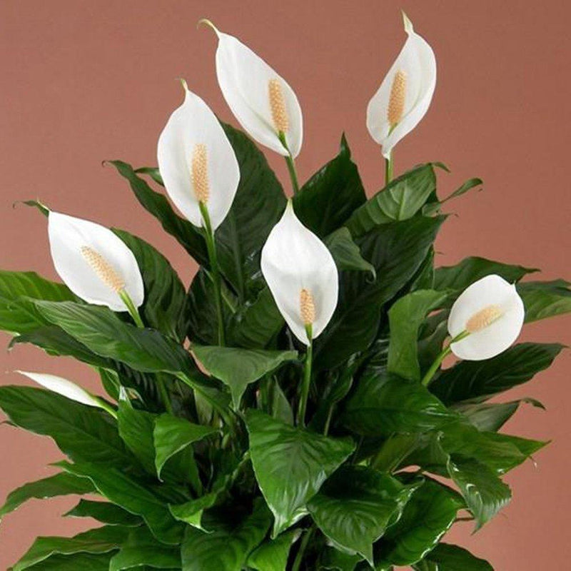 Indoor Plants Flower Combo - Inntinn.in