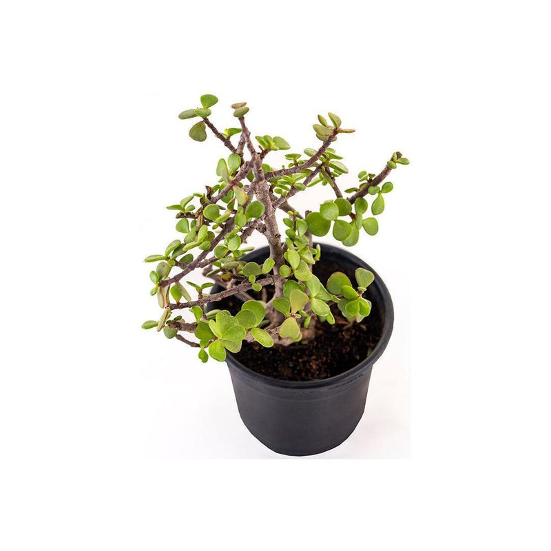 Jade Plant Mini - Inntinn.in