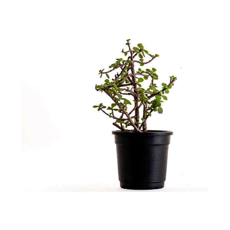 Jade Plant Mini - Inntinn.in