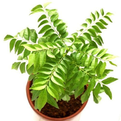 Kari Patta, Curry Leaves Tree - Inntinn.in