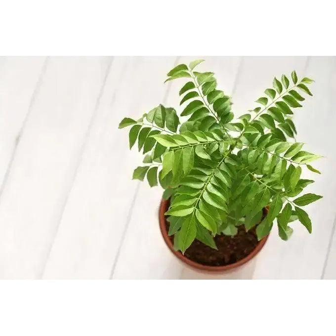 Kari Patta, Curry Leaves Tree - Inntinn.in