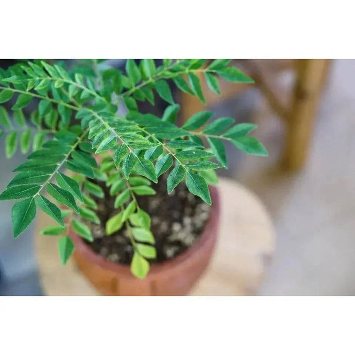 Live Curry Leaf Plant (Murraya Koenigii) – Kari Pattha, 2 Feet Tall, Indoor/Outdoor Herb
